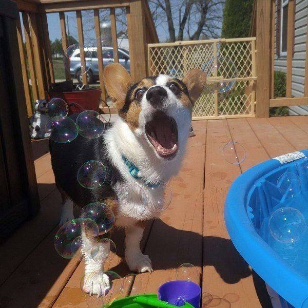 Funny Animals (46 pics)