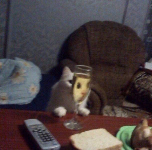 Funny Animals (46 pics)