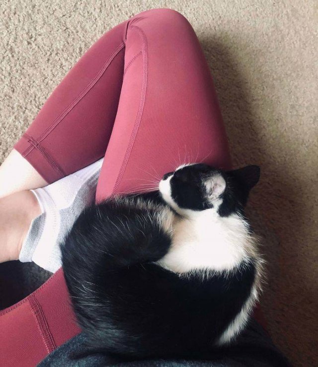 People Tell Stories About Their Adopted Pets (40 pics)