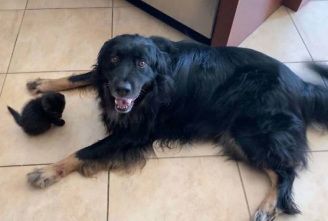 People Tell Stories About Their Adopted Pets (40 pics)