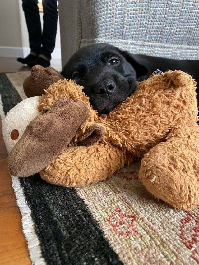 People Tell Stories About Their Adopted Pets (40 pics)