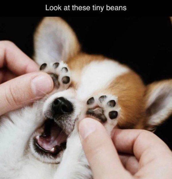 Funny Animals (46 pics)