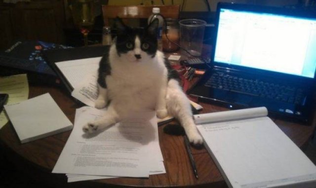 Funny Animals (46 pics)