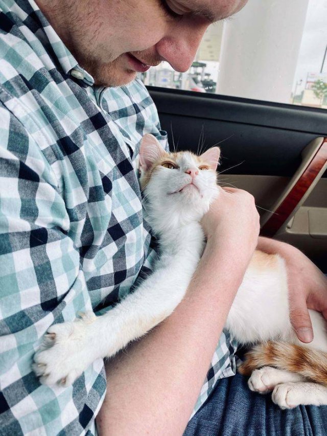 People Tell Stories About Their Adopted Pets (40 pics)