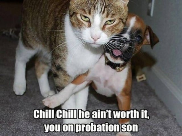 Funny Animals (46 pics)