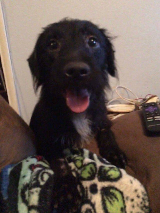 People Tell Stories About Their Adopted Pets (40 pics)