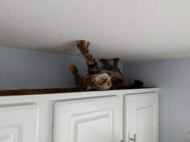 People Tell Stories About Their Adopted Pets (40 pics)