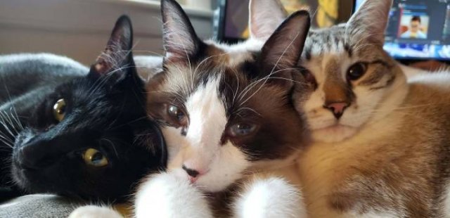 People Tell Stories About Their Adopted Pets (40 pics)