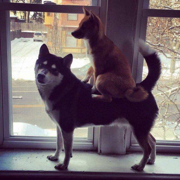 Funny Animals (46 pics)