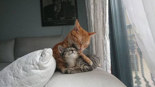 People Tell Stories About Their Adopted Pets (40 pics)