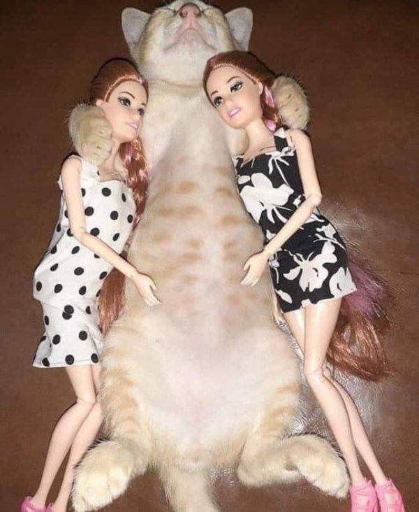 Funny Animals (46 pics)