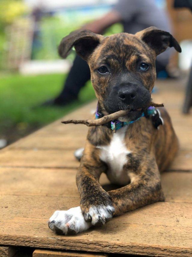 People Tell Stories About Their Adopted Pets (40 pics)
