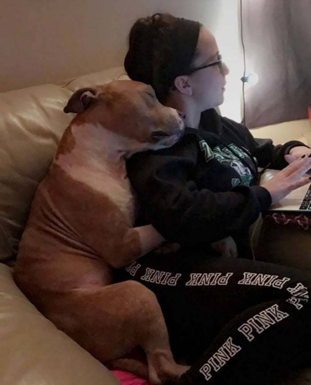 People Tell Stories About Their Adopted Pets (40 pics)