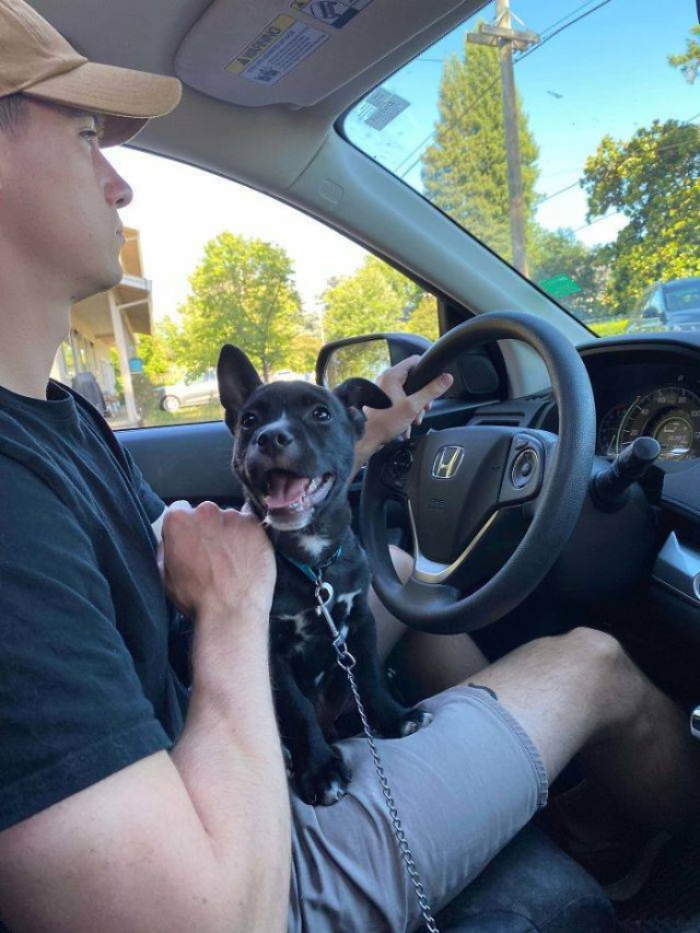 People Tell Stories About Their Adopted Pets (40 pics)