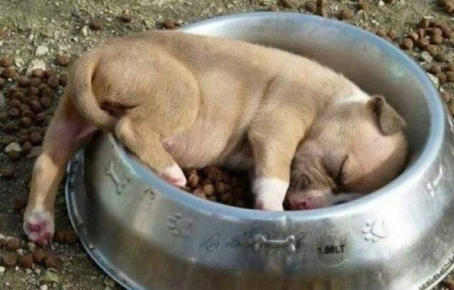 Funny Animals (46 pics)