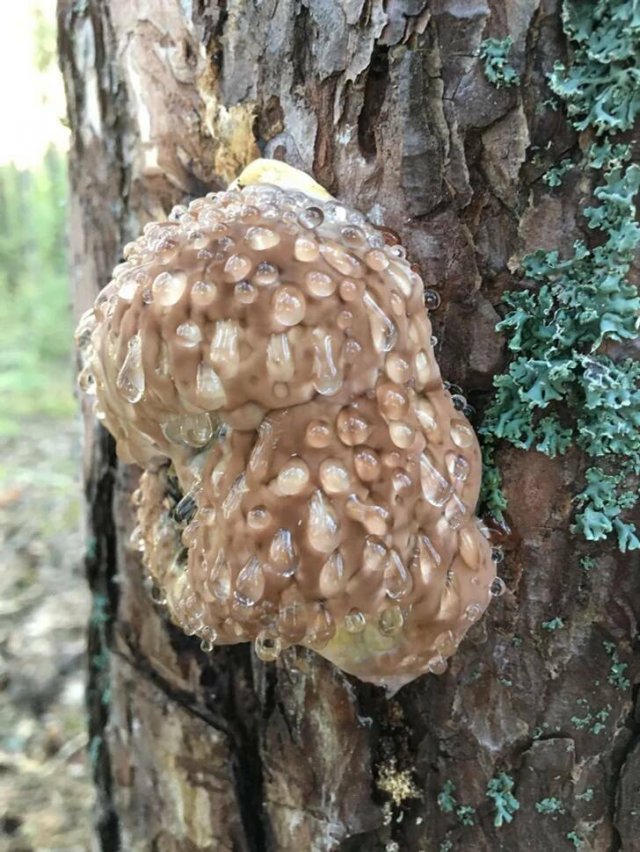 What Are These Things? (21 pics)