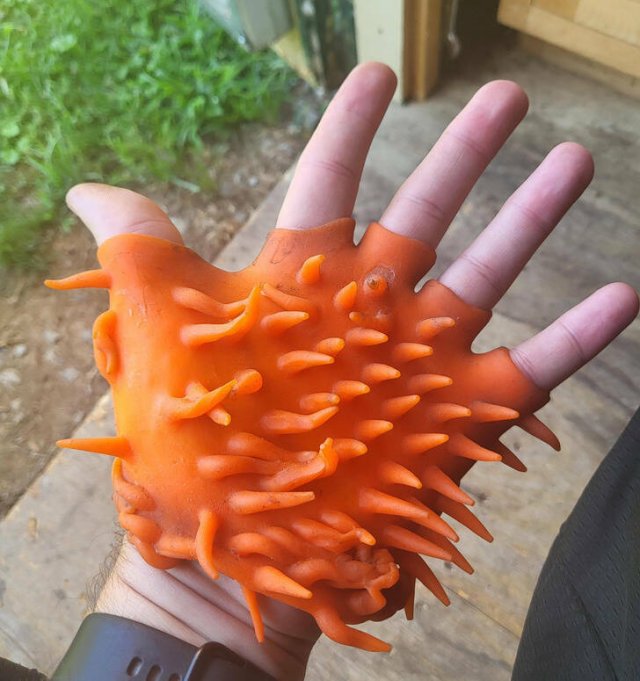 What Are These Things? (21 pics)