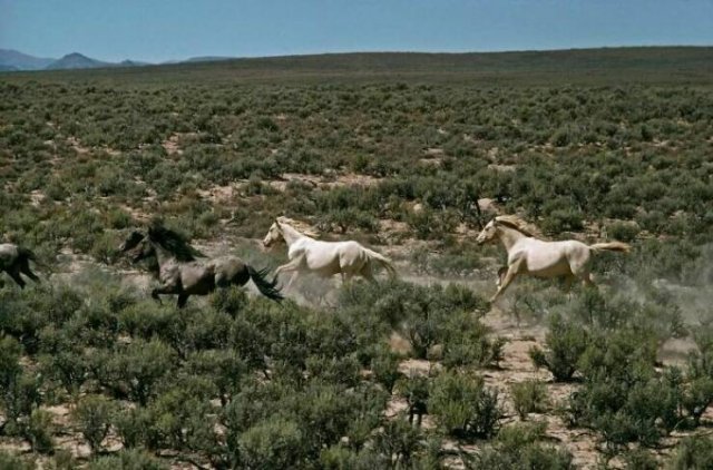 Interesting Historical Photos (25 pics)