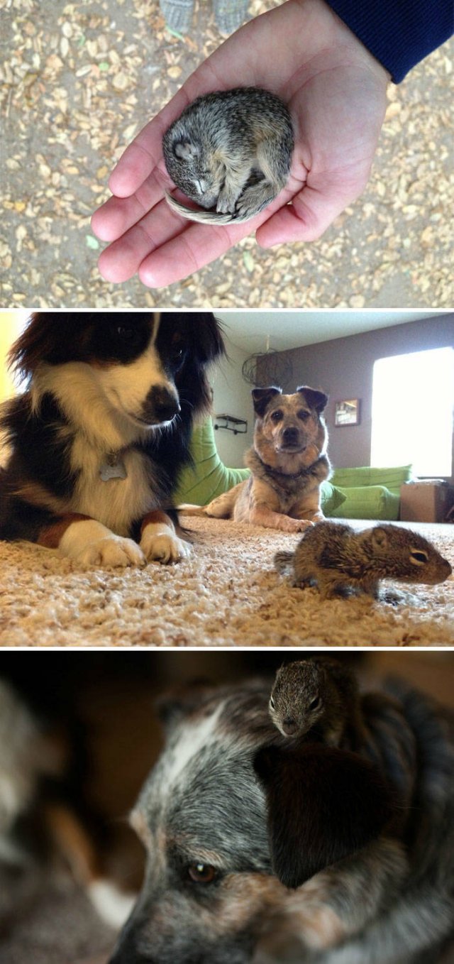 Fantastic Squirrels (50 pics)