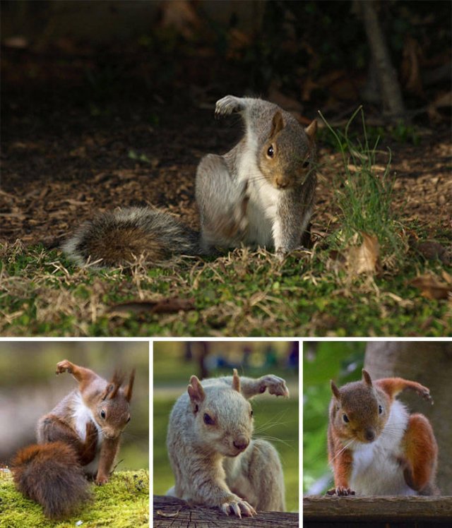 Fantastic Squirrels (50 pics)