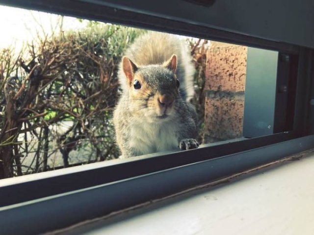 Fantastic Squirrels (50 pics)