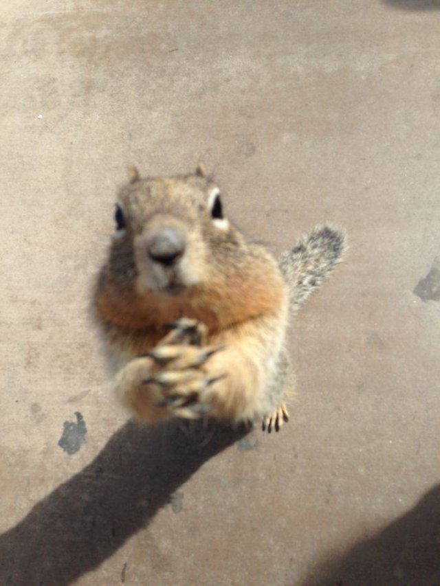 Fantastic Squirrels (50 pics)