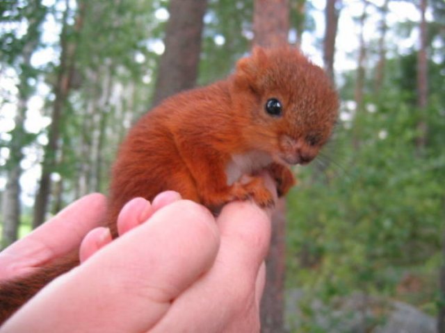 Fantastic Squirrels (50 pics)
