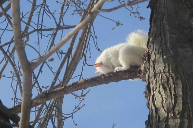 Fantastic Squirrels (50 pics)