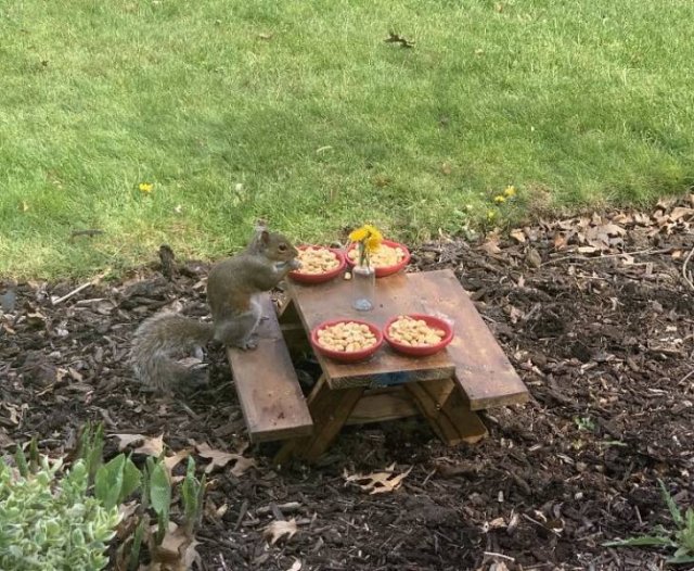Fantastic Squirrels (50 pics)