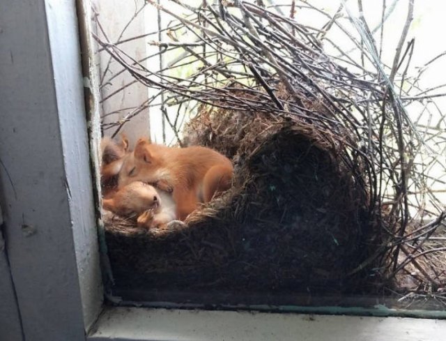 Fantastic Squirrels (50 pics)