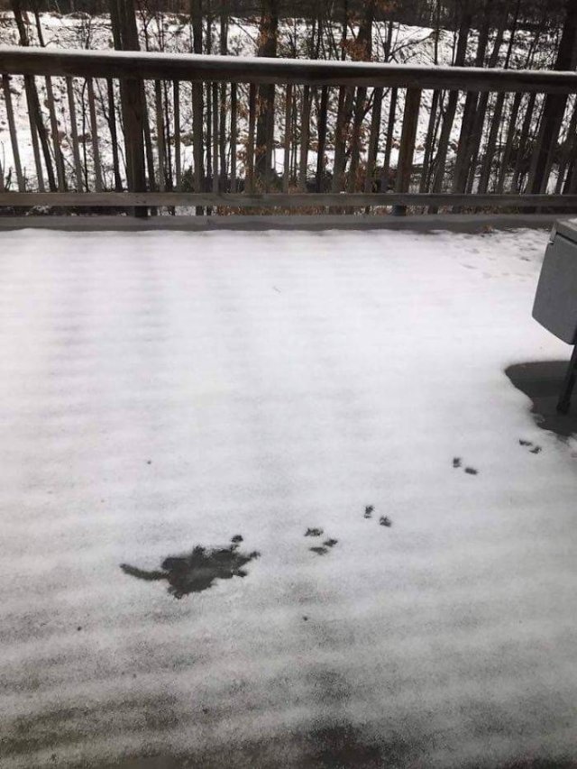 They Had A Bad Day (49 pics)