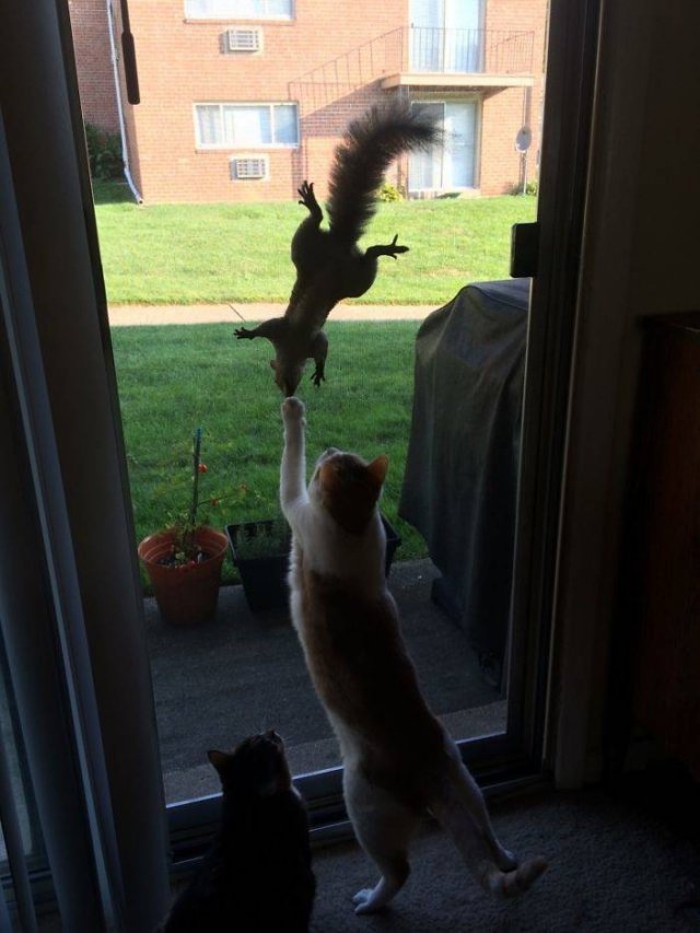 Fantastic Squirrels (50 pics)
