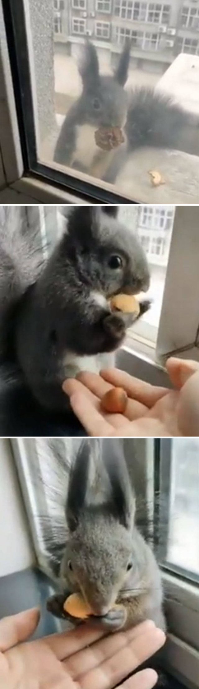 Fantastic Squirrels (50 pics)