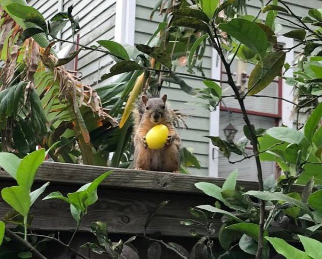 Fantastic Squirrels (50 pics)