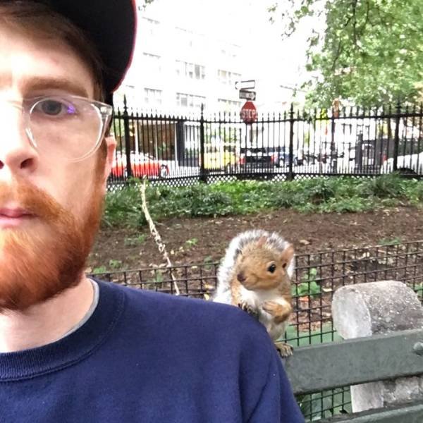 Fantastic Squirrels (50 pics)