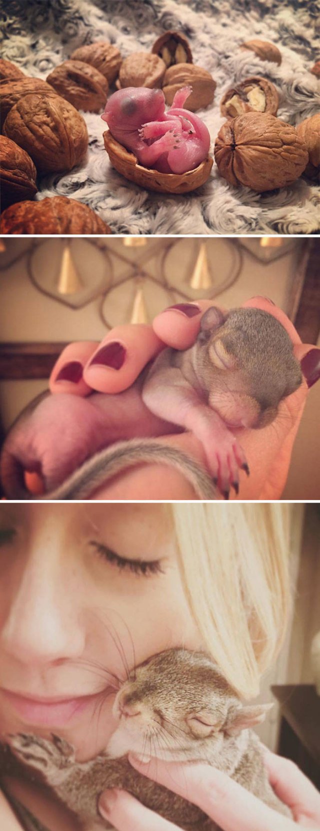 Fantastic Squirrels (50 pics)