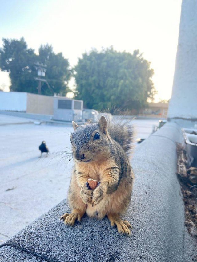 Fantastic Squirrels (50 pics)