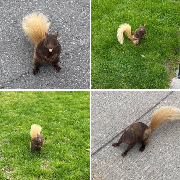 Fantastic Squirrels (50 pics)