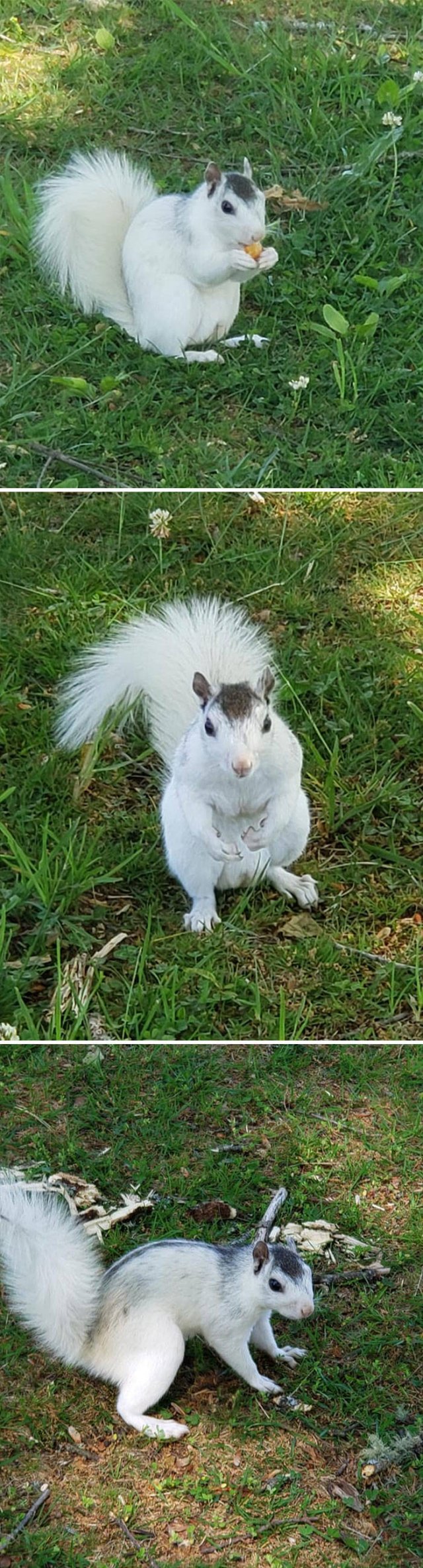 Fantastic Squirrels (50 pics)
