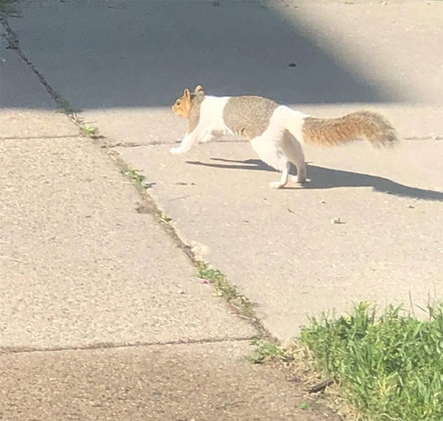 Fantastic Squirrels (50 pics)