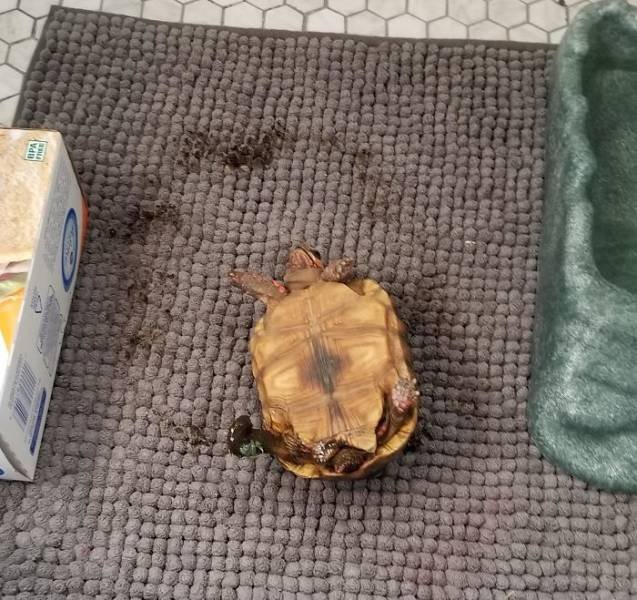 They Had A Bad Day (49 pics)