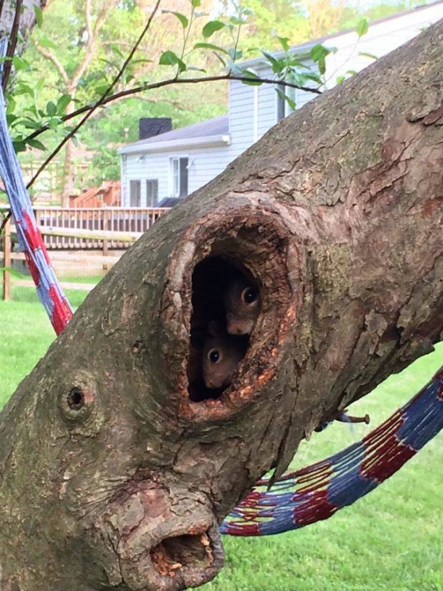 Fantastic Squirrels (50 pics)