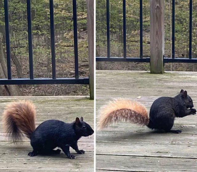 Fantastic Squirrels (50 pics)