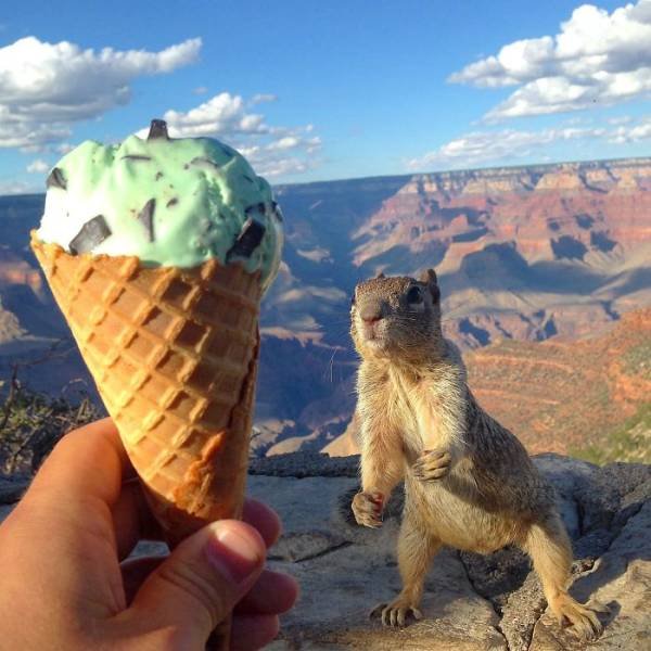 Fantastic Squirrels (50 pics)