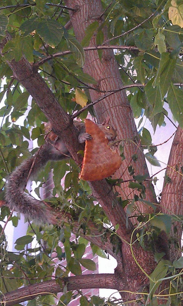 Fantastic Squirrels (50 pics)