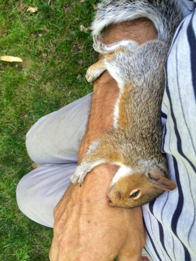 Fantastic Squirrels (50 pics)