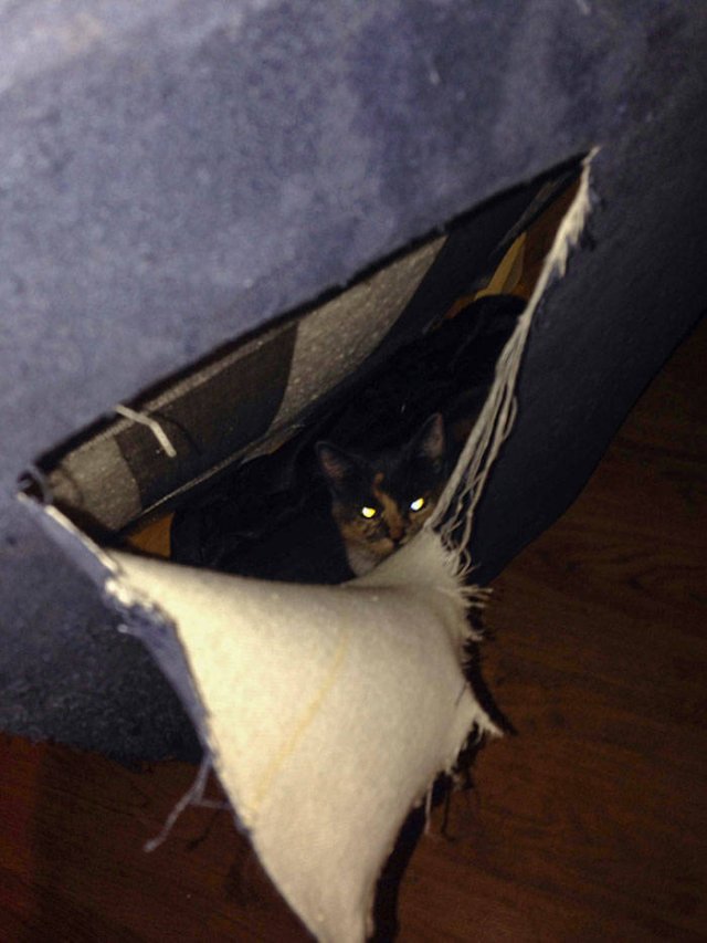 They Had A Bad Day (49 pics)