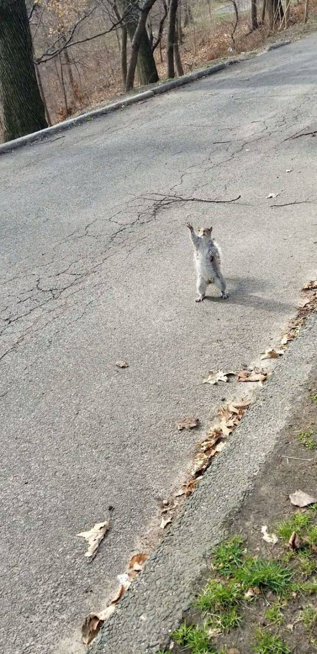 Fantastic Squirrels (50 pics)