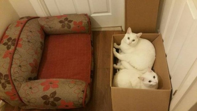 They Love Their Gifts (24 pics)