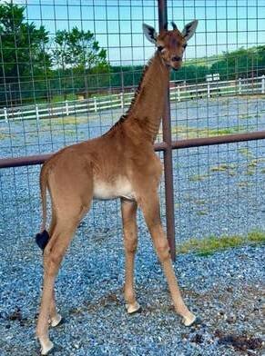 Unusual Things (19 pics)